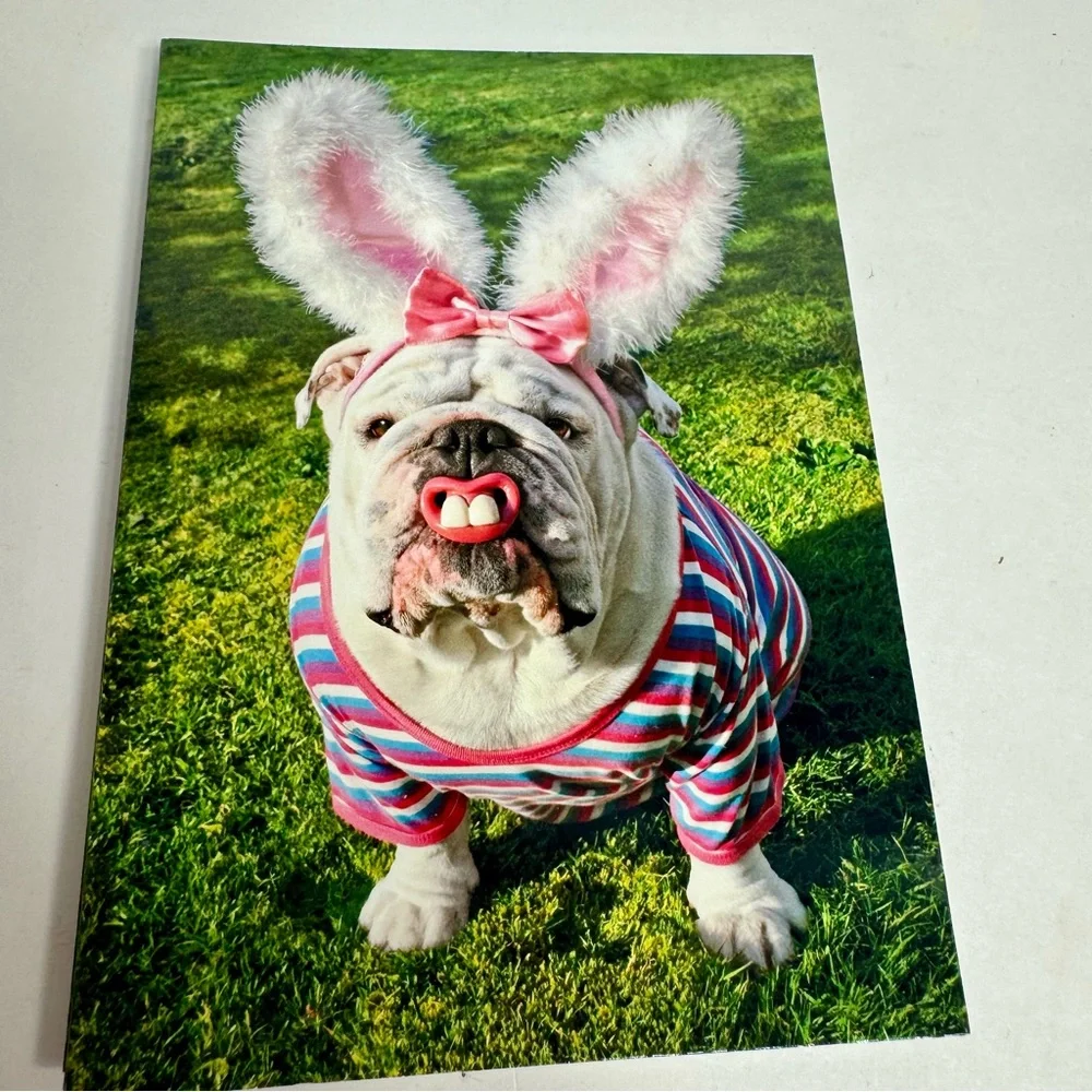 6 Avanti Greeting cards - 6 bull dogs as Easter bunny big teeth Holiday: Easter